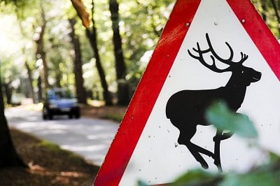 Avoidable collisions with wildlife